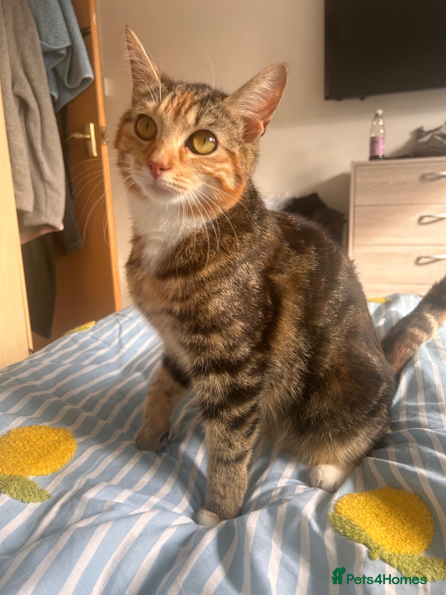 Mixed Breed cats 5 beautiful kittens for sale - Advert 3
