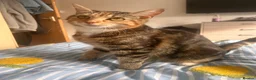 Mixed Breed cats for sale: 5 beautiful kittens for sale - Advert 1