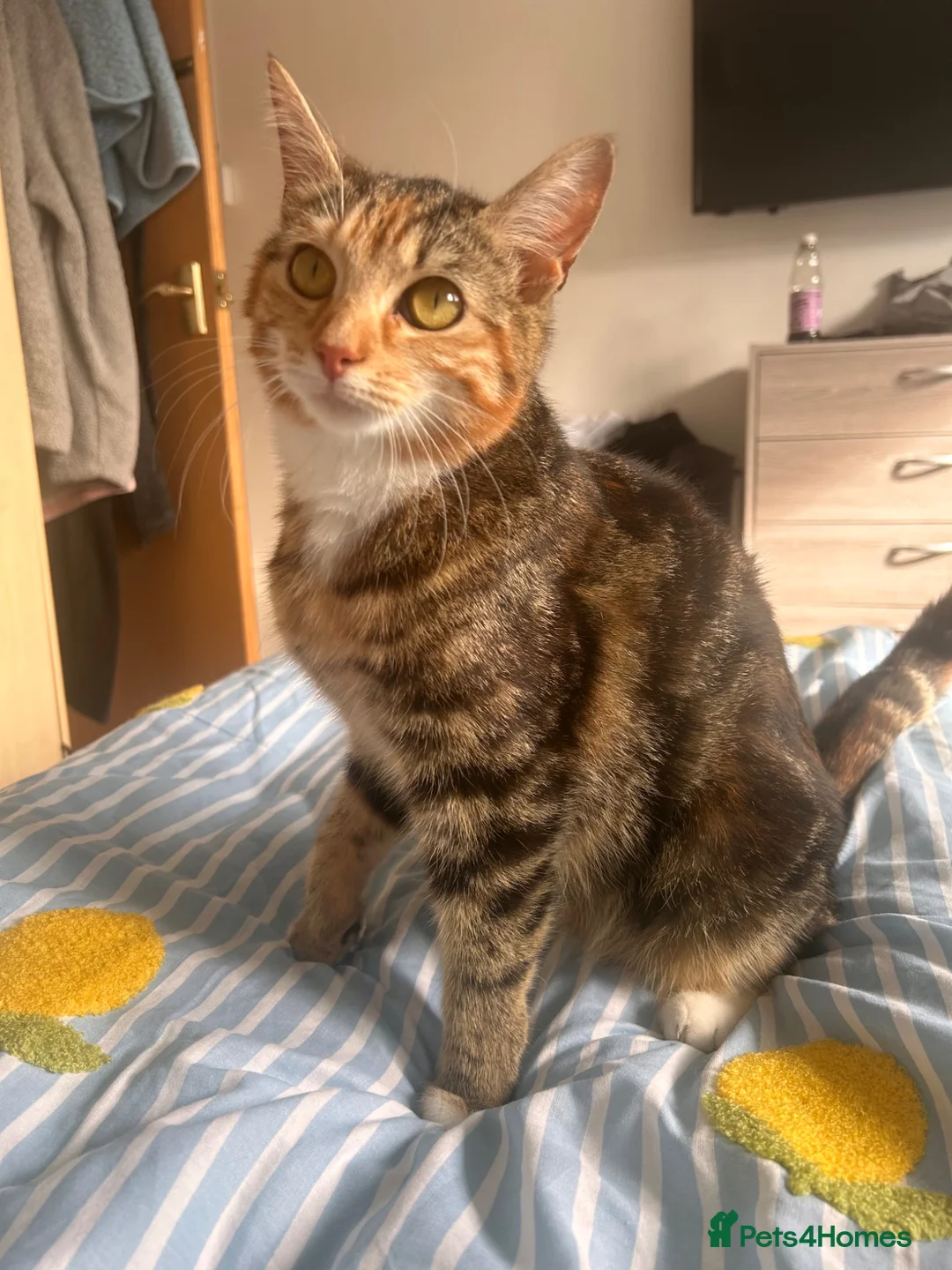 Mixed Breed cats for sale: 5 beautiful kittens for sale - Advert 1