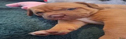 Mixed Breed dogs for sale: Muscle mastiff puppies  - Advert 5