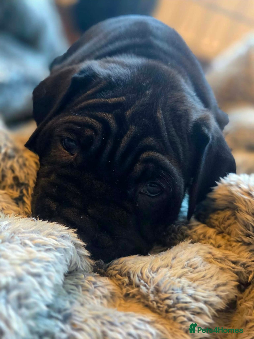 Cane Corso dogs for sale: Merle and brindle cane corso - Advert 23