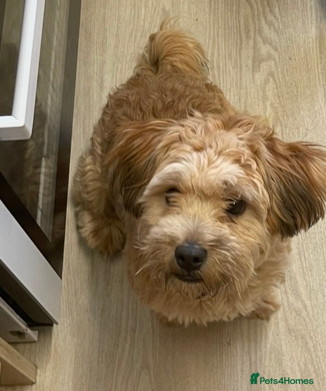 Shihpoo dogs for sale: 1 Gorgeous Shihpoo puppy  - Advert 4