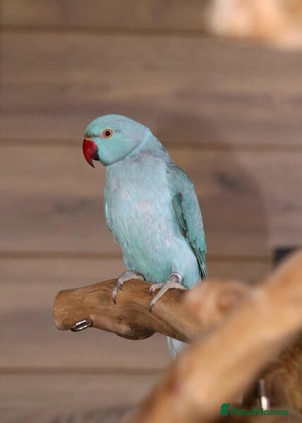 Parrots birds Smart Talking Parrots – Highly Intelligent - Advert 2