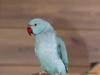Parrots birds Smart Talking Parrots – Highly Intelligent - Advert 2
