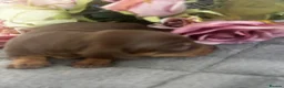 Miniature Dachshund dogs for sale: Beautiful well socialised Miniature Dachshunds in Tamworth - Advert 16