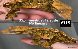 Gecko reptiles for sale: Crested and Leopard geckos available - Advert 12