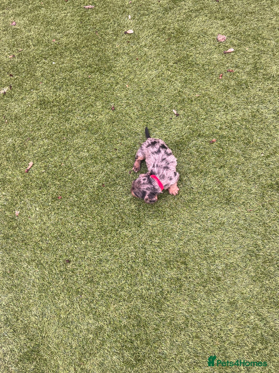 Mixed Breed dogs for sale: 5 beautiful jackshund puppies for sale - Advert 34