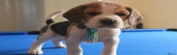 Beagle dogs for sale: Beautiful Pure Beagle Puppies  in Ledbury - Advert 15