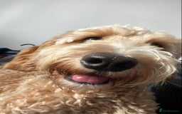 Cockapoo dogs for sale: Cockerpoo for sale  - Image 4