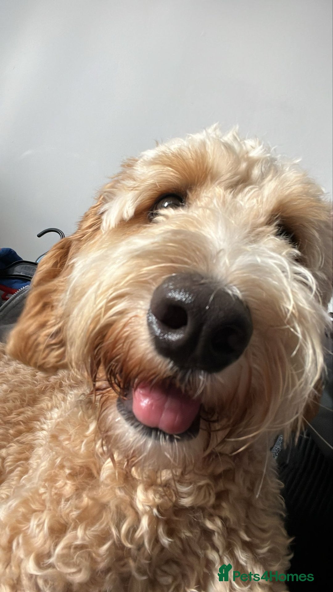 Cockapoo dogs for sale: Cockerpoo for sale  - Image 4