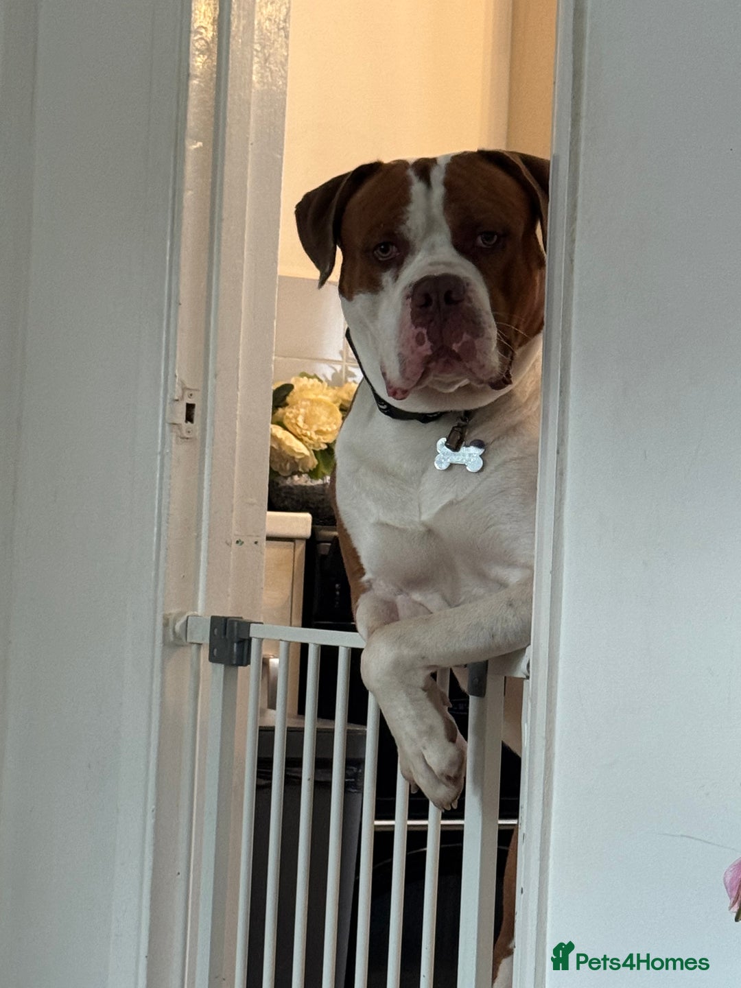 Mixed Breed dogs for sale: Boysie - Advert 22