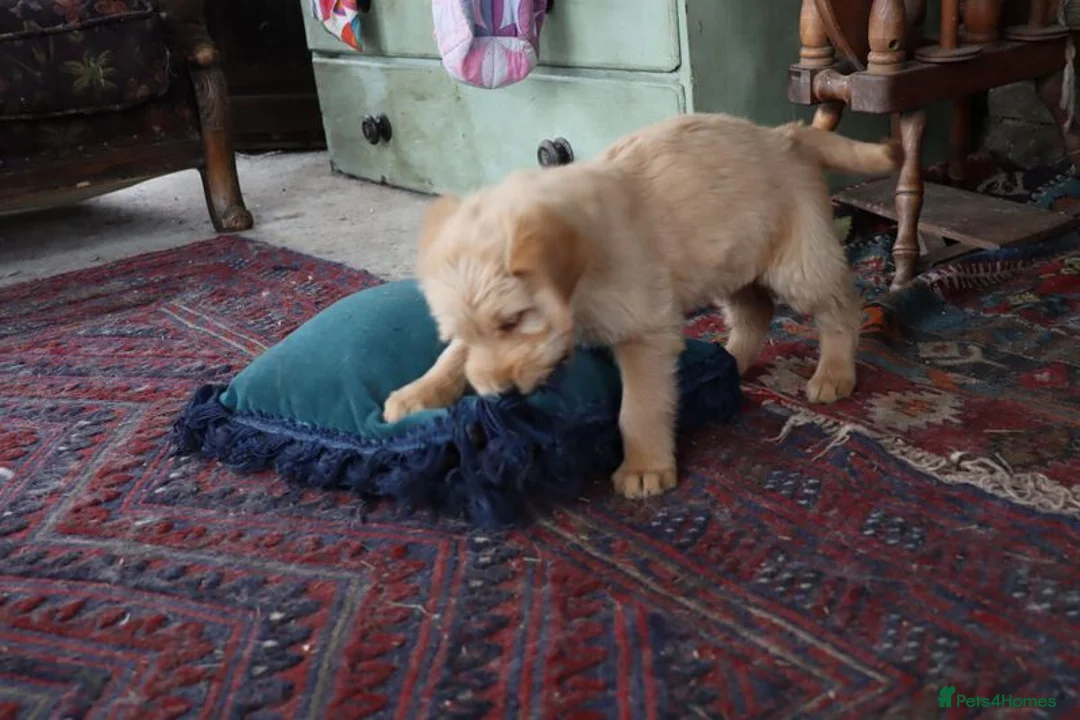 Labradoodle dogs for sale: Standard Labradoodle Puppies F3 - Advert 24