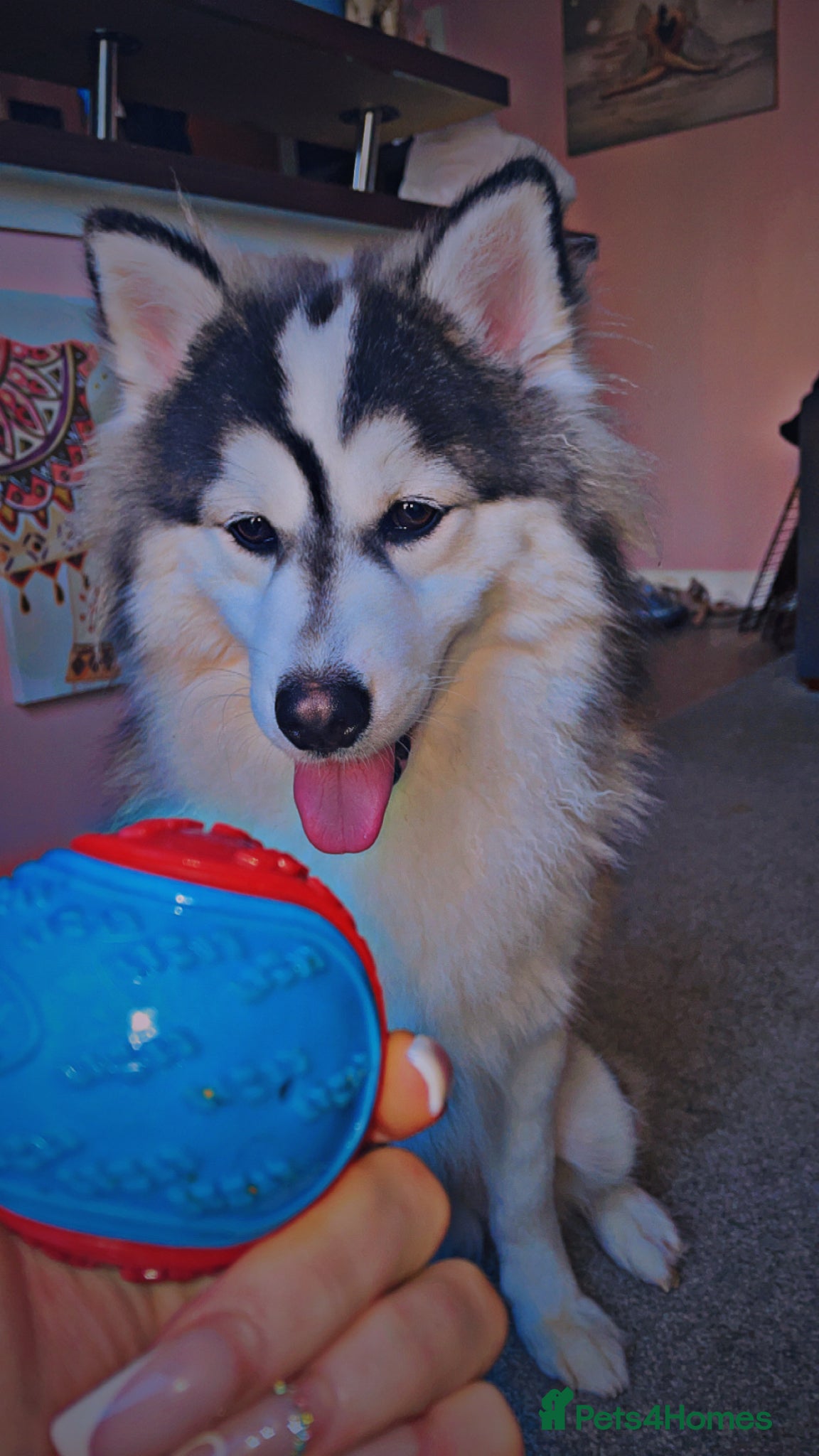 Pomsky dogs POMSKY STUD RARE BLUE BOY💙 - Advert 1