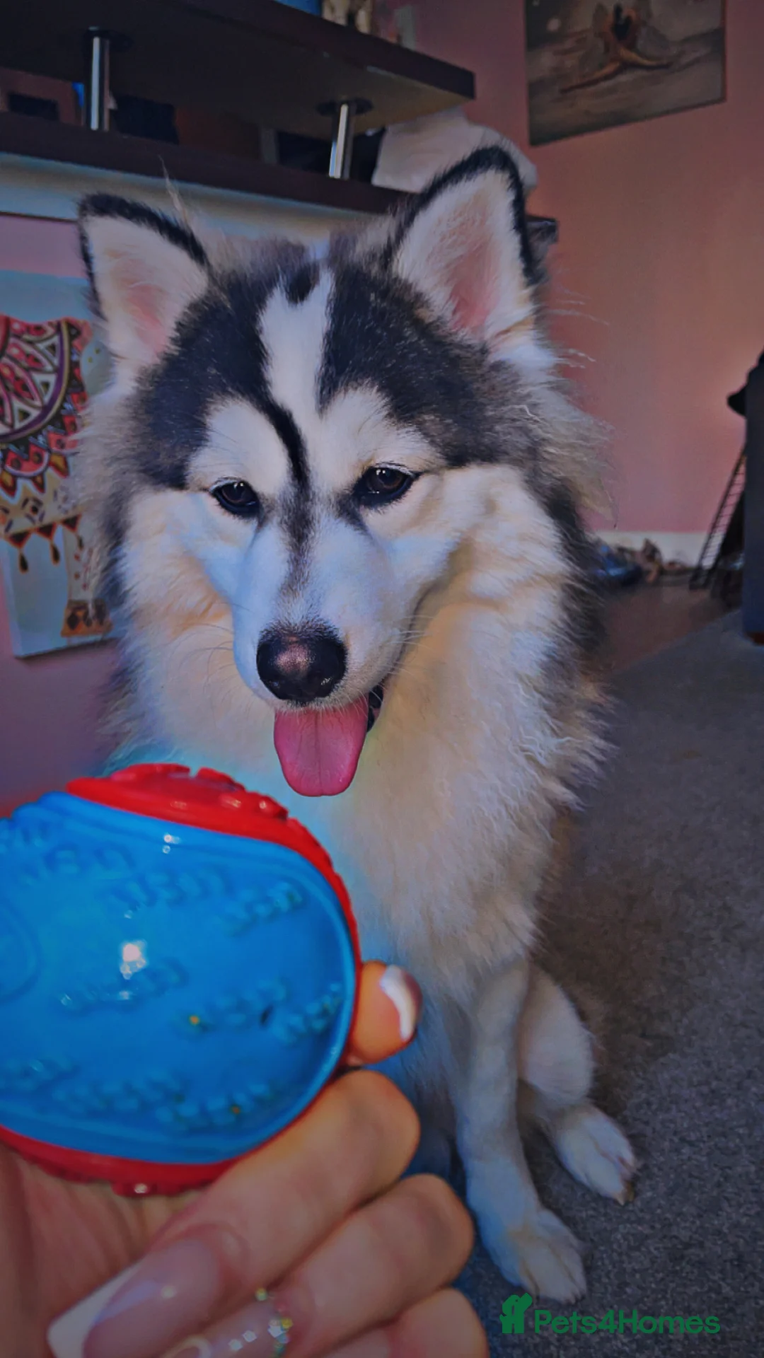 Pomsky dogs for stud: POMSKY STUD RARE BLUE💙 - Advert 2