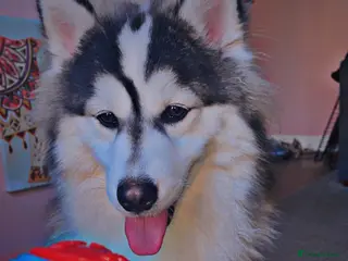 Pomsky dogs POMSKY STUD RARE BLUE BOY💙 - Advert 1