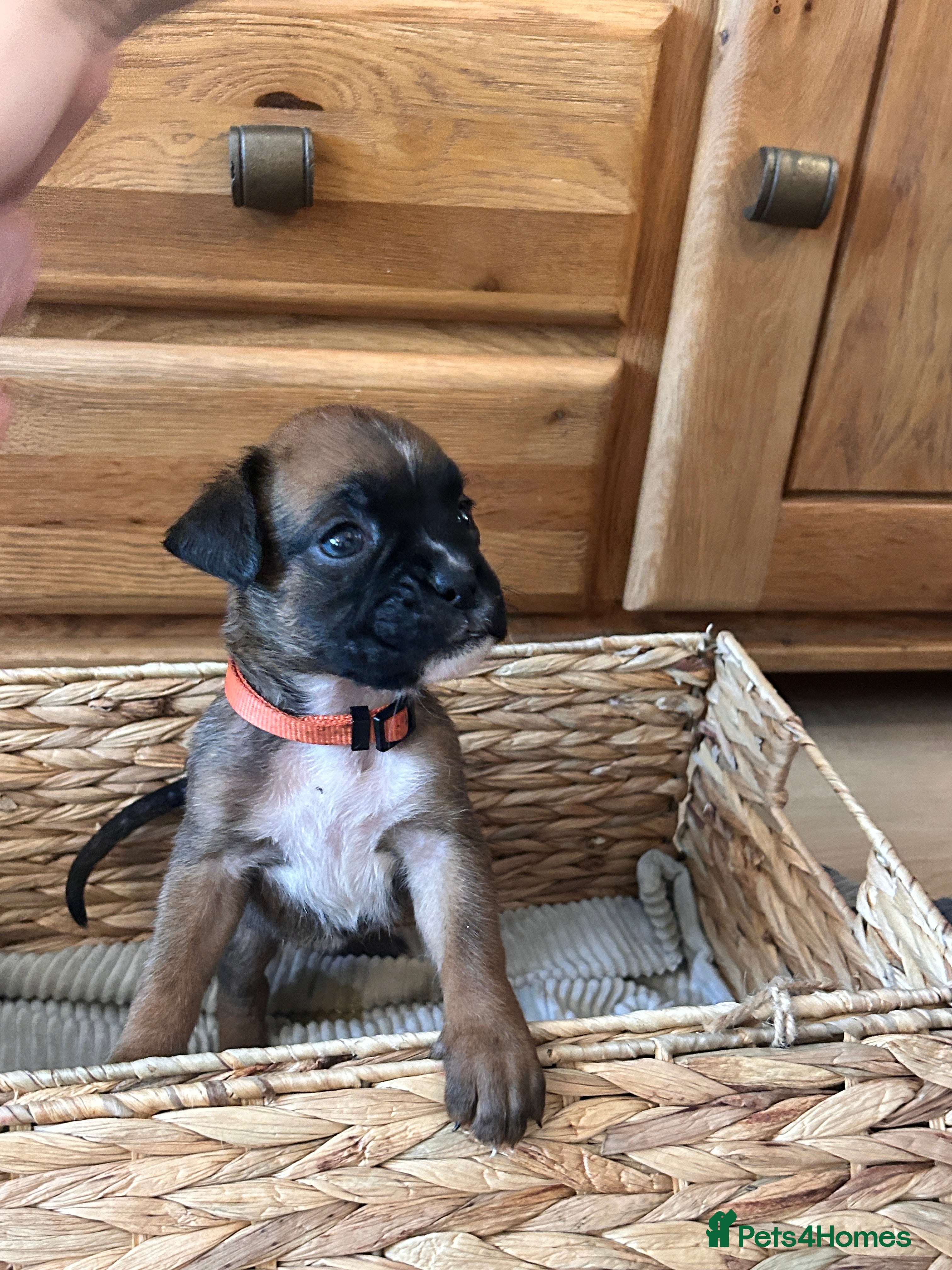 Boxer dogs Stunning boxer puppies available for forever homes - Advert 1