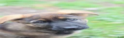 German Shepherd dogs for sale: Shorthaired German Shepherd  - Advert 23