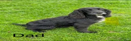 Cocker Spaniel dogs for sale: Cocker Spaniel puppies  - Advert 26