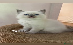 Ragdoll cats for sale: Pure breed ragdolls . Ready to leave SOON  - Image 16