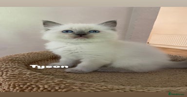 Ragdoll cats - Advert 11