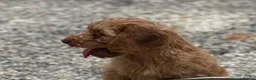 Cockapoo dogs for sale: Stunning Standard Cockapoos  - Advert 6