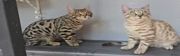 Bengal cats for sale: 🔥Stunning Bengal boys ready to leave🔥 - Advert 9