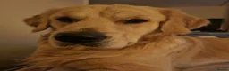 Golden Retriever dogs for stud: Golden retriever for stud - Advert 17