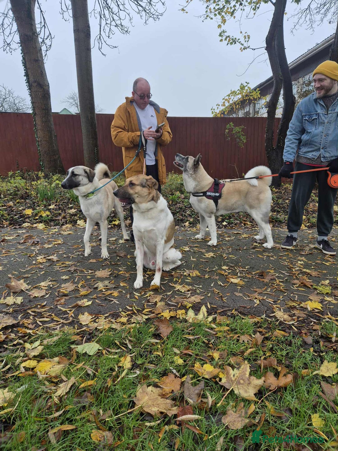 Mixed Breed dogs for adoption: Sadie – 11 months old, Female, Mixed Breed Pup - Advert 5