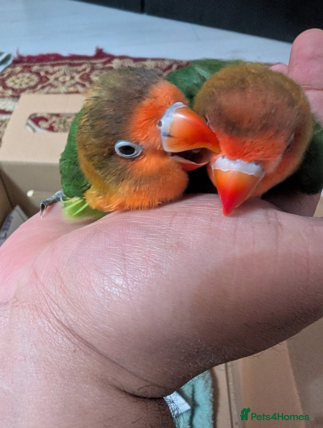 Lovebirds birds for sale: Hand Reared New Born Love Birds - Advert 29