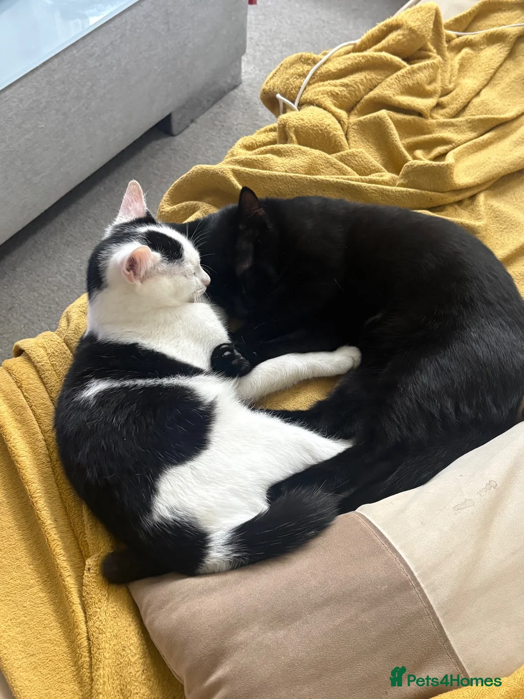 Mixed Breed cats for sale: Two lovely loving little boys  in Saint Leonards-on-sea - Advert 1