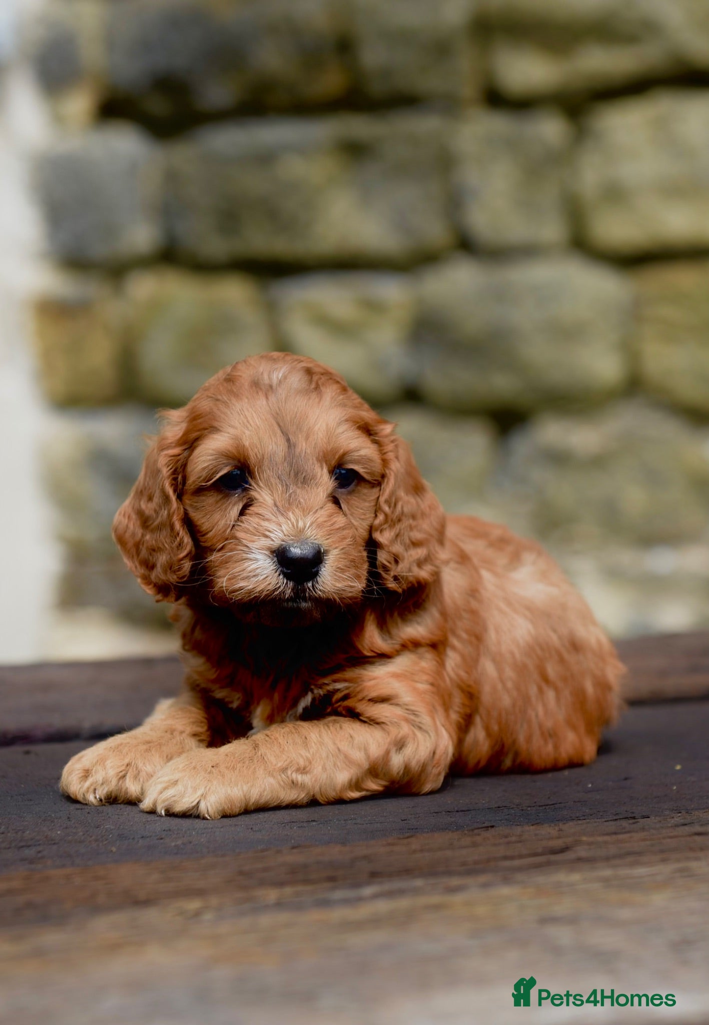 Cockapoo dogs Fox red Amazing obedience champion cockapoo pups  - Advert 2