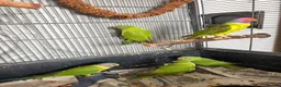 Parakeets birds for sale: Plum Headed Parakeet - Advert 6
