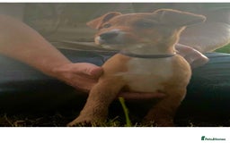 Lakeland Terrier dogs for sale: Quality Lakeland terrier pups  - Image 3