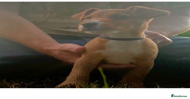 Lakeland Terrier dogs - Advert 3