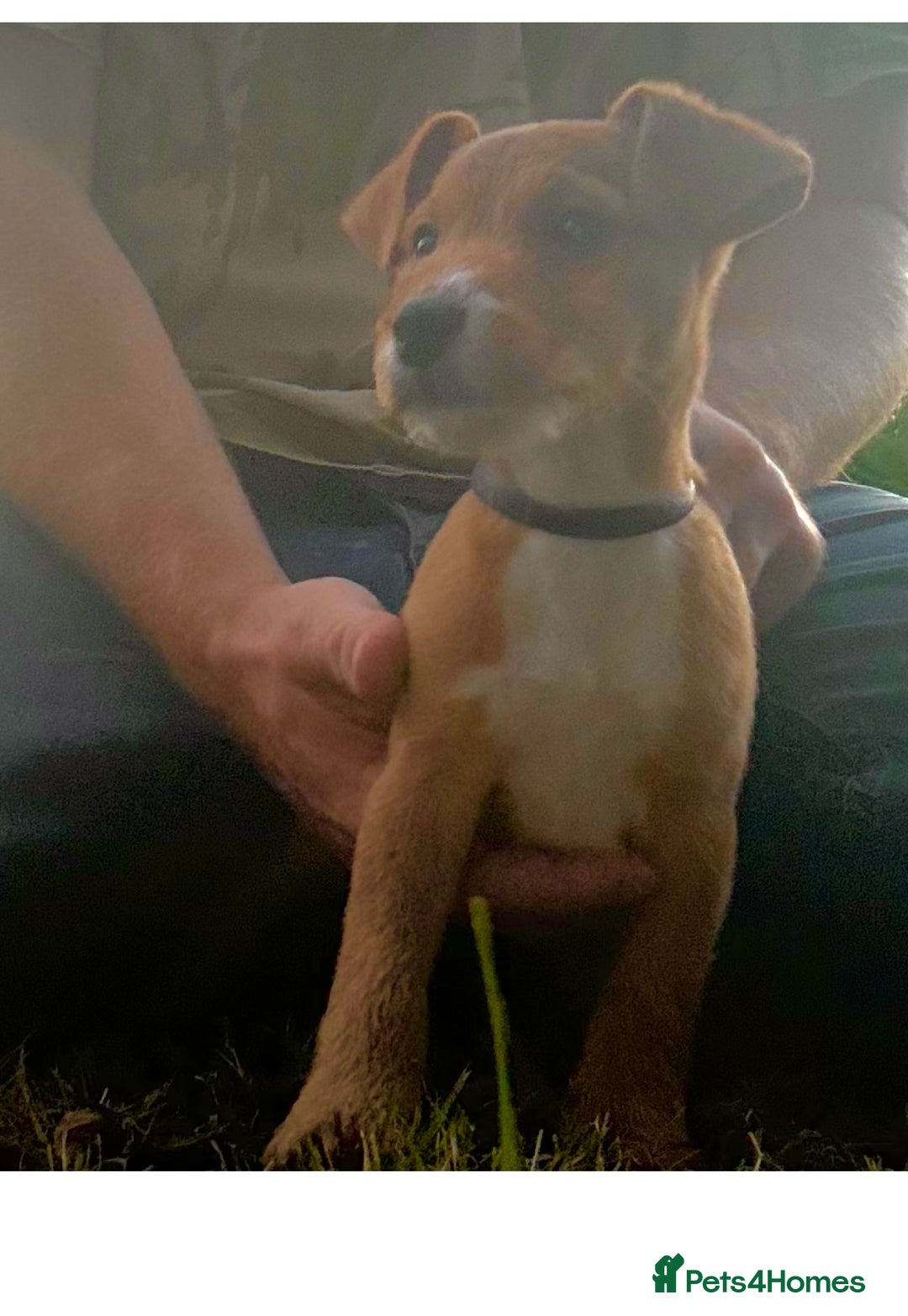 Lakeland Terrier dogs for sale: Quality Lakeland terrier pups  - Image 3