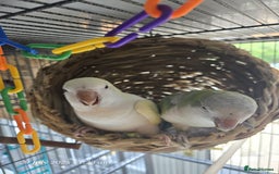 Parrots birds for sale: Proven bonded pair of hand tame quakcer parrots  - Image 1