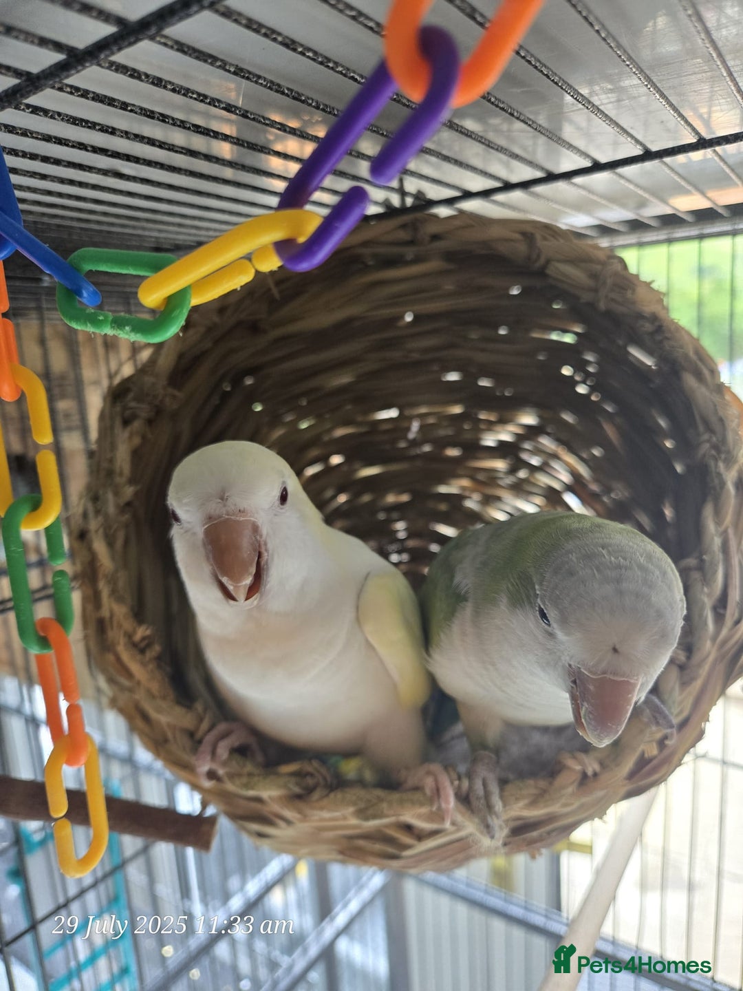 Parrots birds for sale: Proven bonded pair of hand tame quakcer parrots  - Image 1