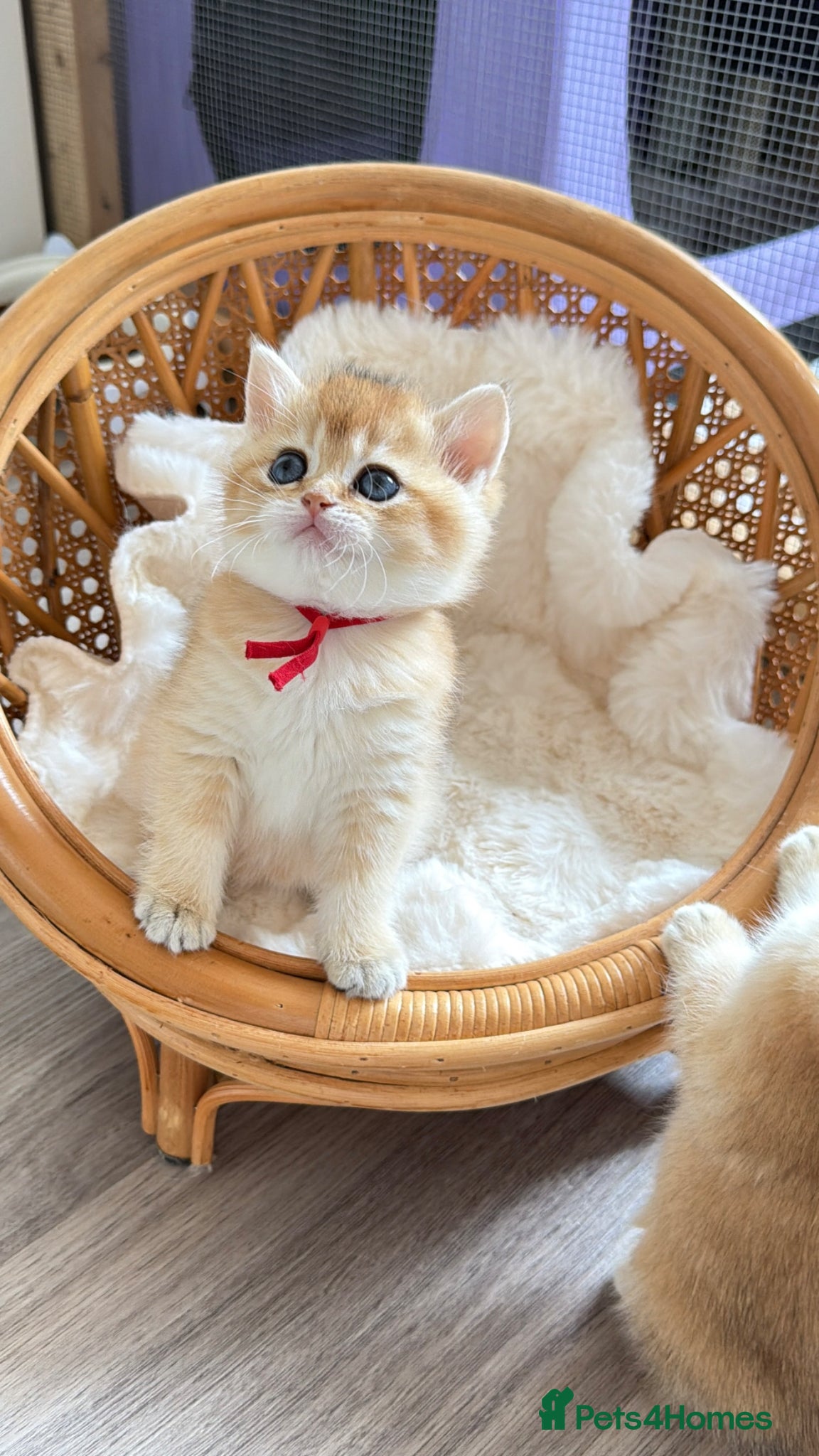 British Shorthair cats Exception quality,Champion bloodlines GCCF/TICA  - Advert 4