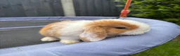 Mini Lop rabbits for sale: Pure breed Mini Lops  - Advert 8