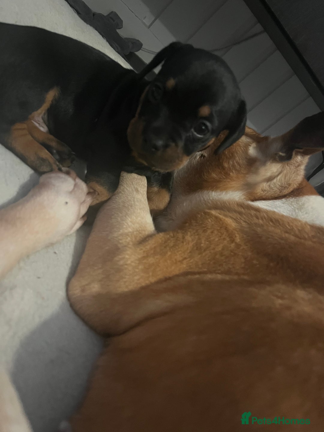Mixed Breed dogs for sale: Miniature dachshund X French bulldog  - Image 34