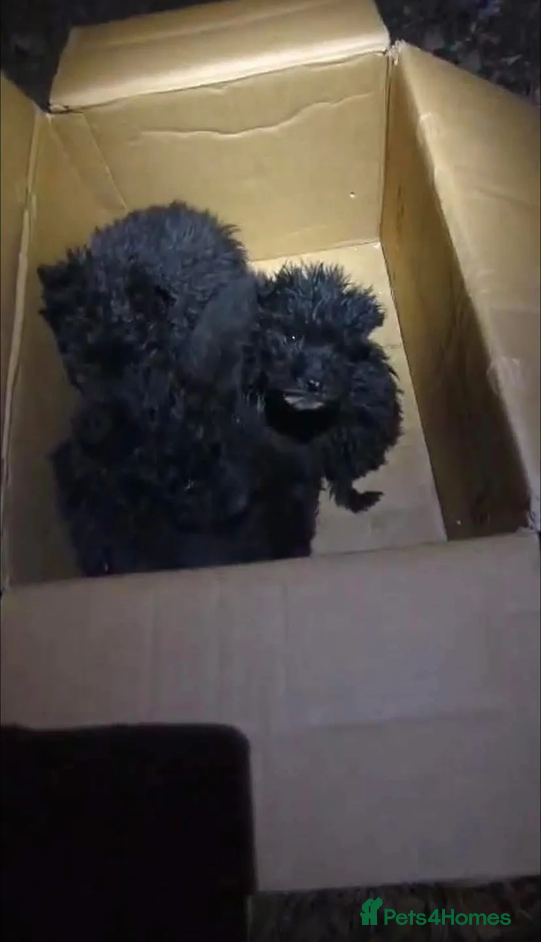 Mixed Breed dogs for adoption: Everest  - Advert 5