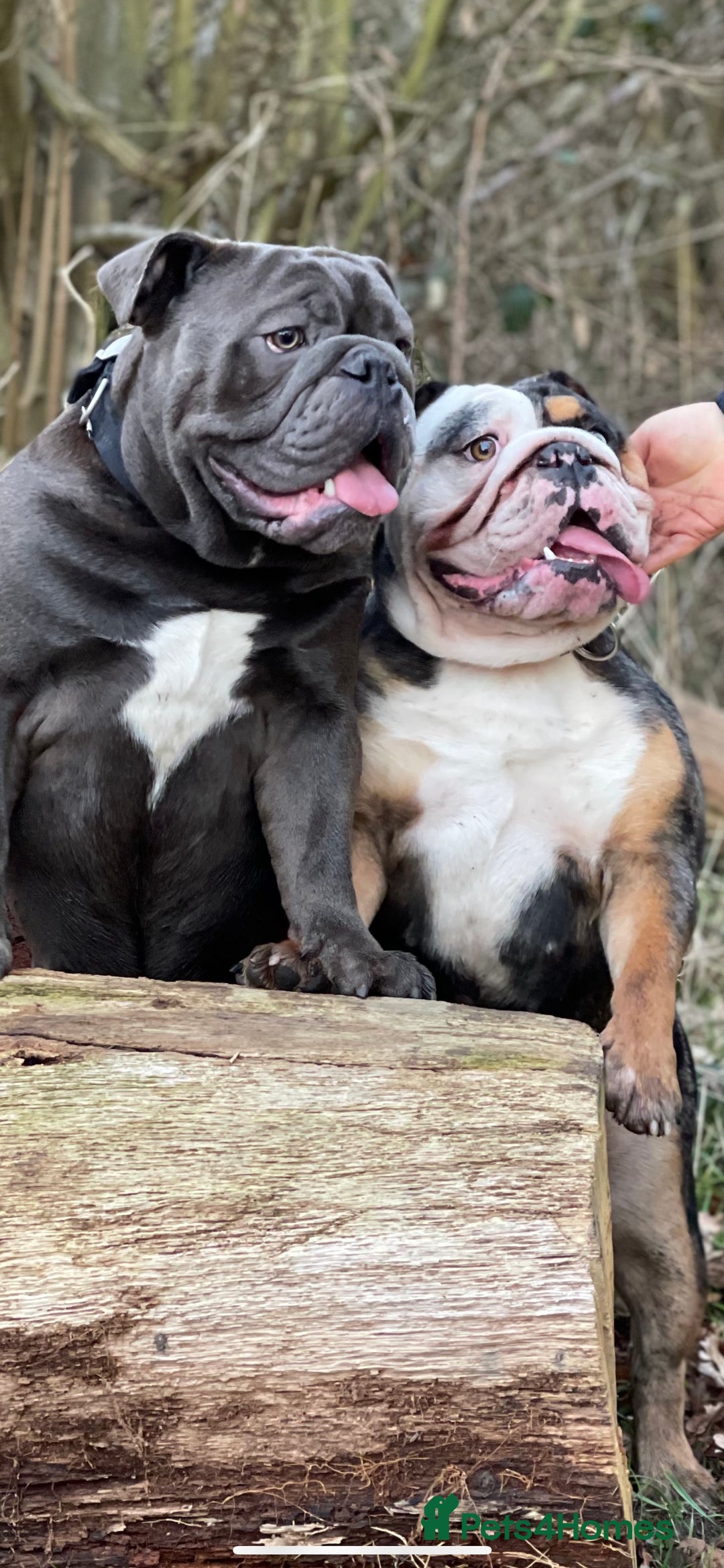 English Bulldog dogs for stud: HEALTH TESTED CLEAR & BOAS GRADED ZERO KC REG in Doncaster - Image 6