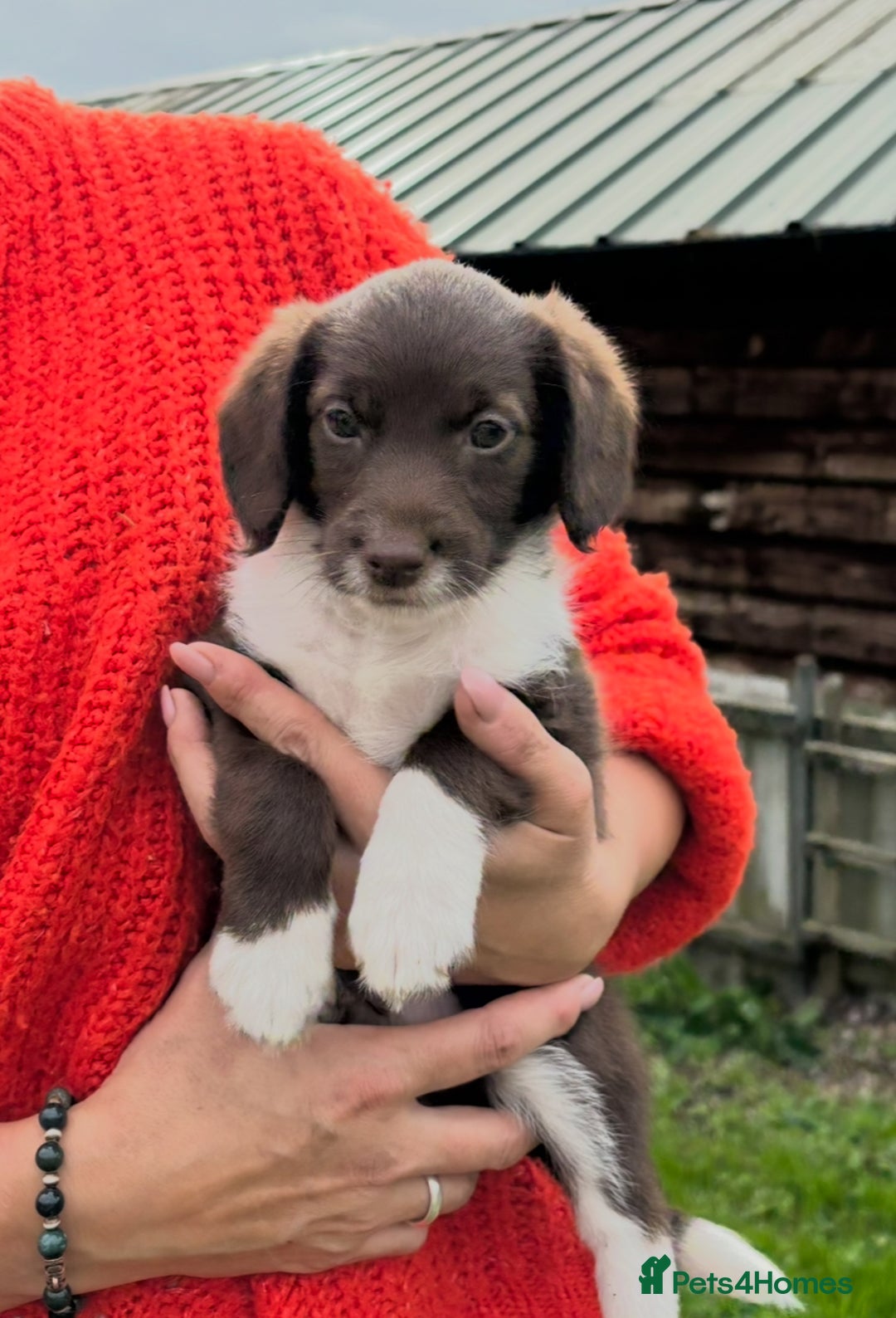 Labradoodle dogs for sale: READY NOW NOW NOW Irresistible Labradoodles  - Advert 7