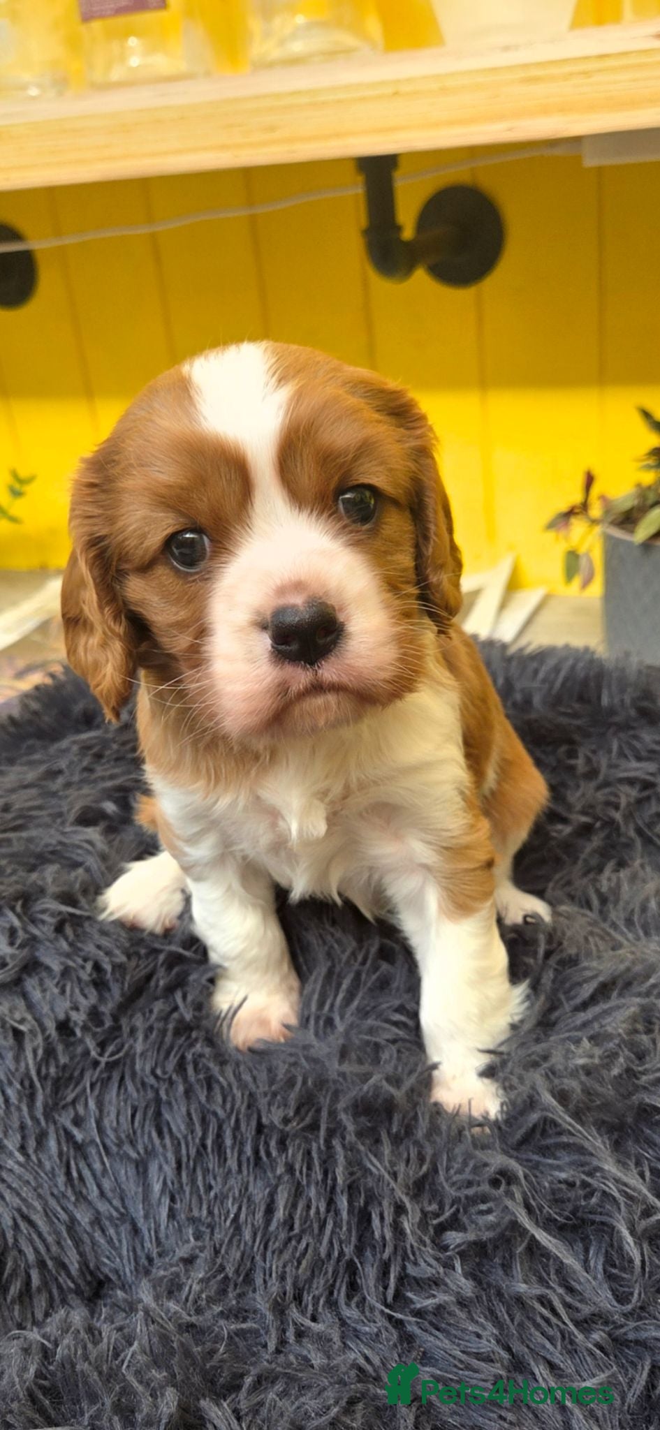 Cavalier King Charles Spaniel dogs Absolutely beautiful boy puppy - Advert 1