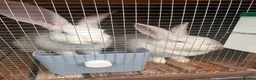Continental Giant rabbits for sale: One Continental Giant and One New Zealand White   - Advert 3