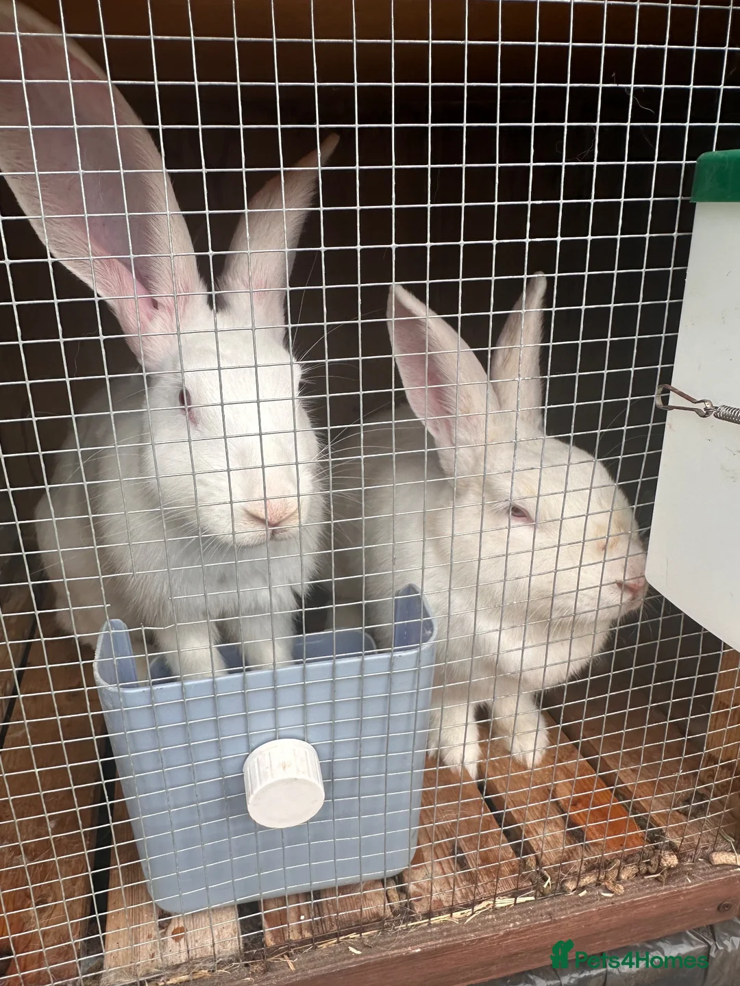 Continental Giant rabbits for sale: One Continental Giant and One New Zealand White   - Advert 3