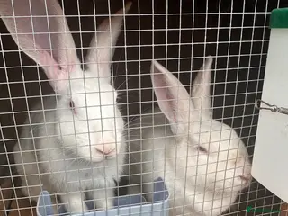 Continental Giant rabbits New Zealand White - Advert 13