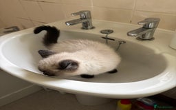 Ragdoll cats for sale: Beautiful Ragdoll Ready to Go - Image 2