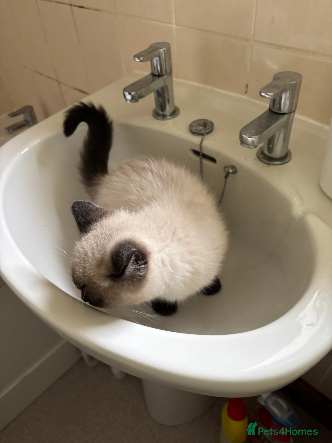 Ragdoll cats for sale: Beautiful Ragdoll Ready to Go - Image 2