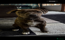 Mixed Breed dogs for sale: Staffy cross male for sale - Image 3